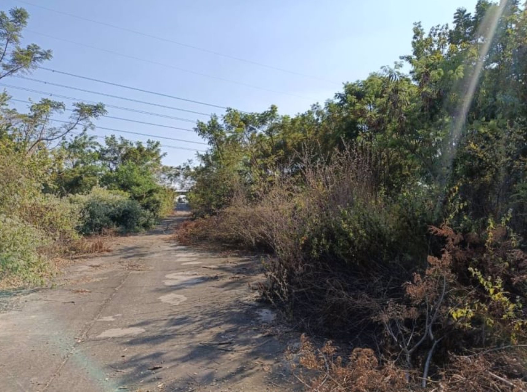 ขายที่ดิน100ตรวติดถนนคอนกรีต-ข้างหลังเต้นท์รถยนต์-50เมตร