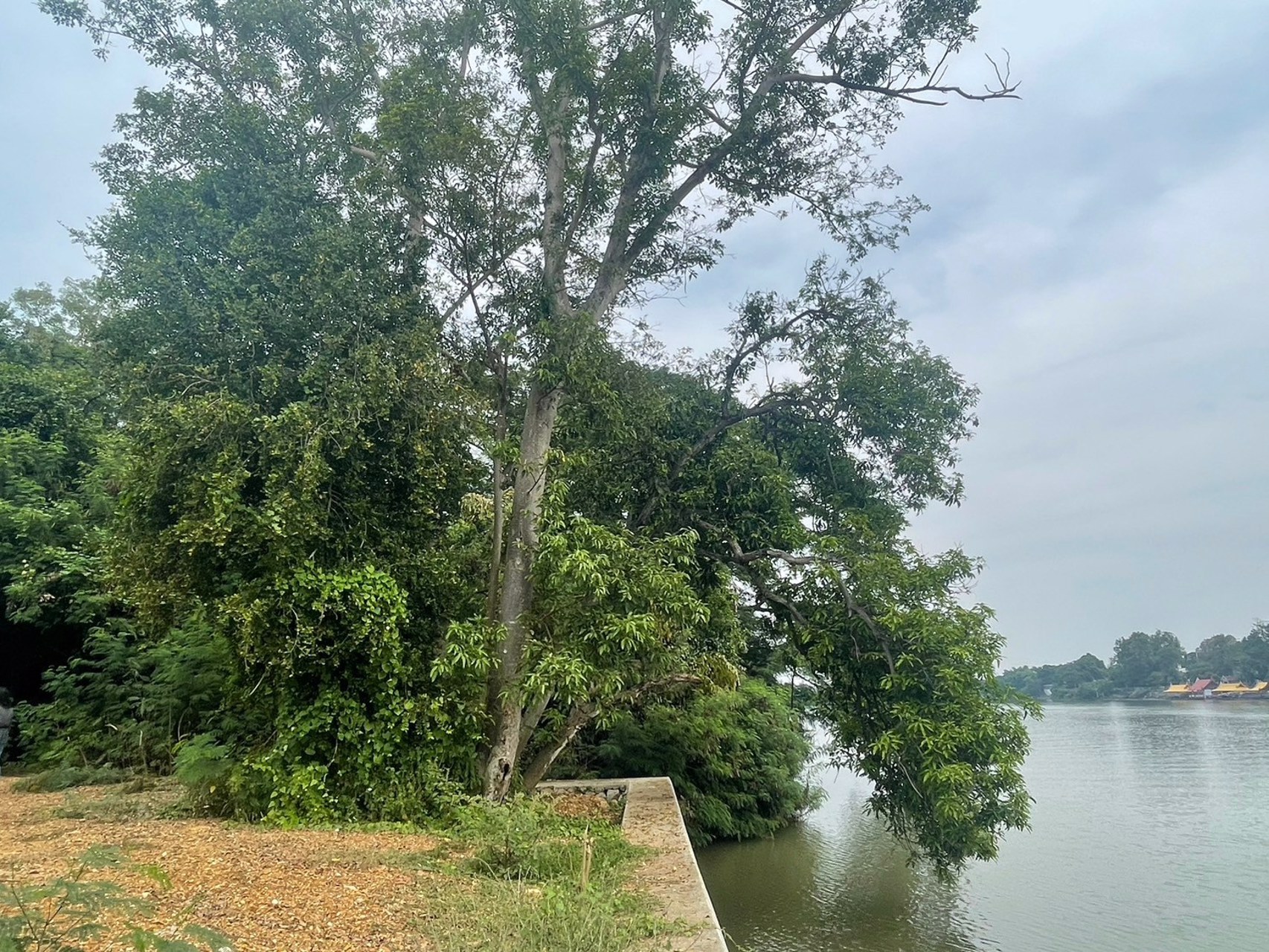 ขาย-ให้เช่า-ที่ดินริมแม่น้ำ-910-ตรวา-ใกล้วัดหลุมดิน-เมืองราชบุรี