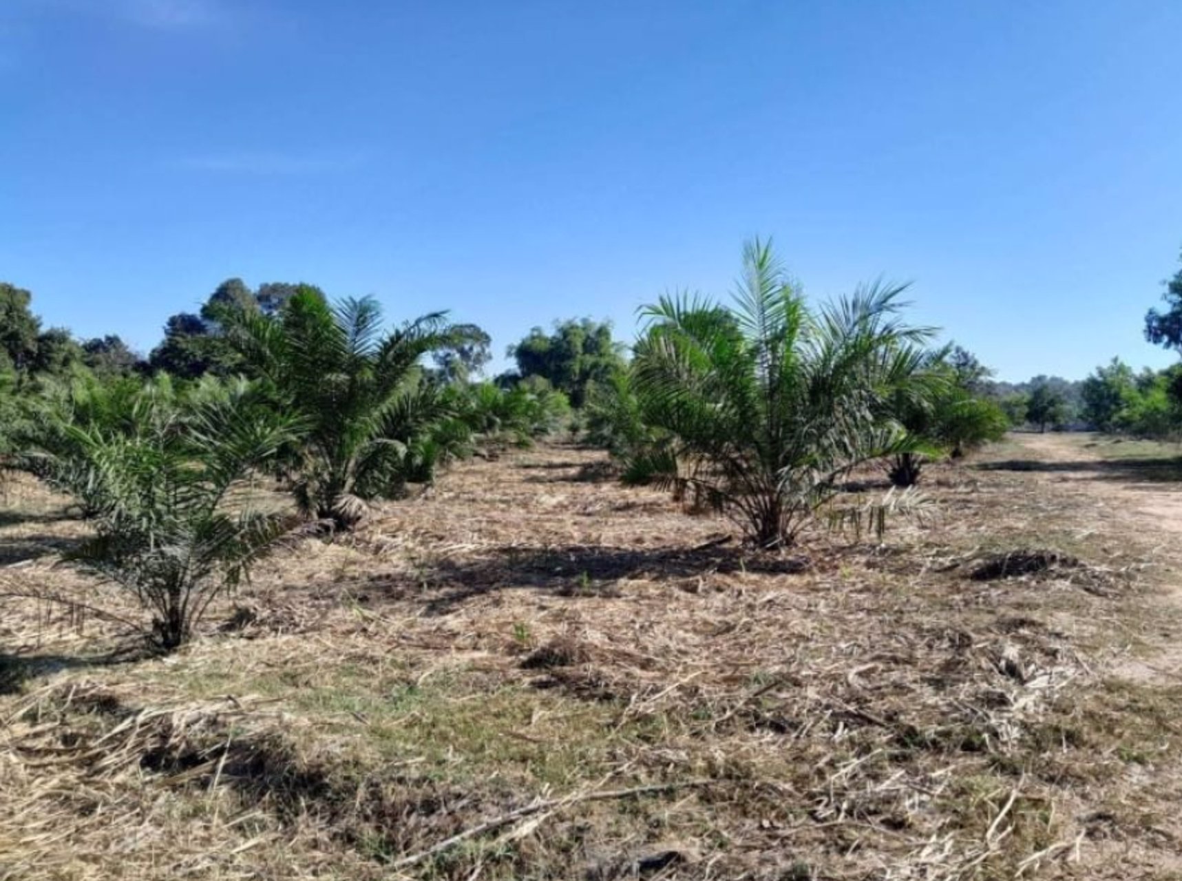 ขายที่ดินพร้อมโรงเรือนเนื้อที่-9-ไร่-ราคา13ล้านบาท