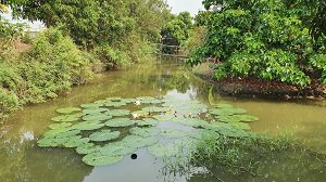 ขายที่ดินเปล่าสภาพเดิม-ขุดเป็นล่องสวน-ปลูกต้นไม้ล้อมรอบ-แบ่งขายเนื้อที่-1-2-ไร่-นนทบุรี