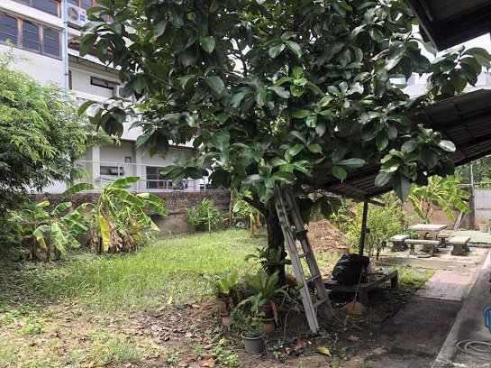 ที่ดิน-60-ตรว-ใกล้-โรงพยาบาลโรคทรวงอก-ซอยติวานนท์38-ราคาต่อรองได้-