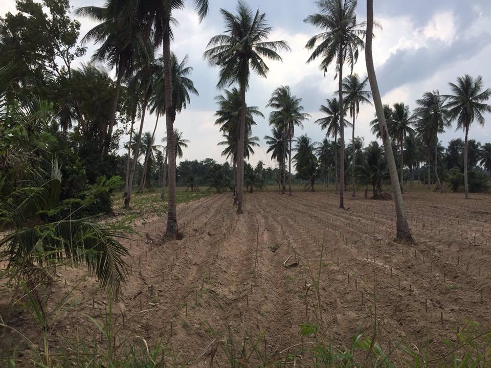 ขายด่วนที่ดิน-ติดถนนเส้นหลักห้วยใหญ่-331