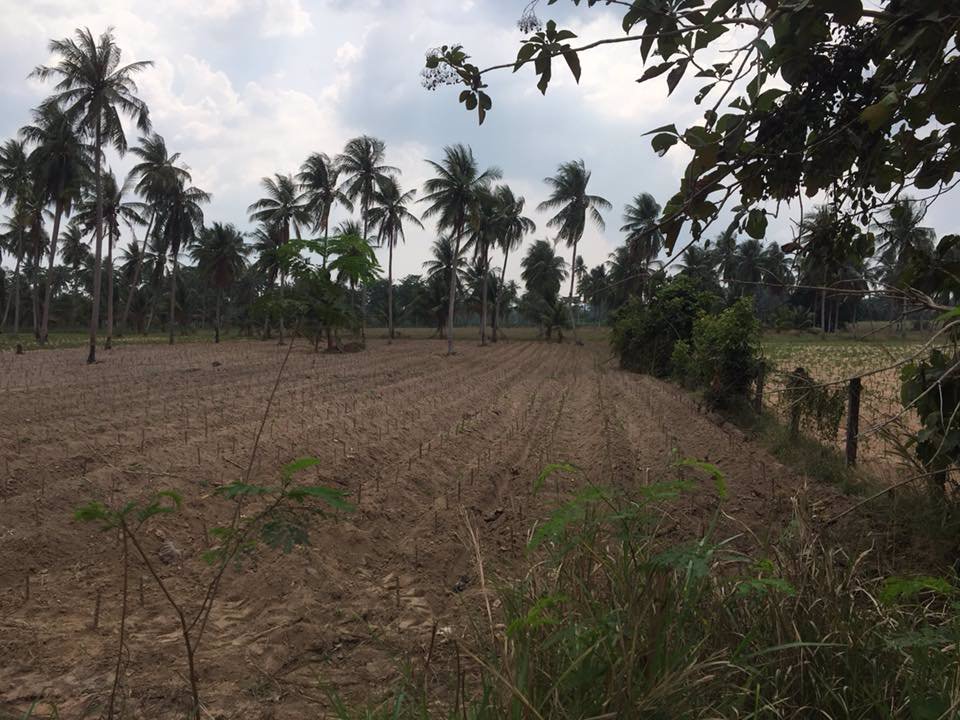 ขายด่วนที่ดิน-ติดถนนเส้นหลักห้วยใหญ่-331