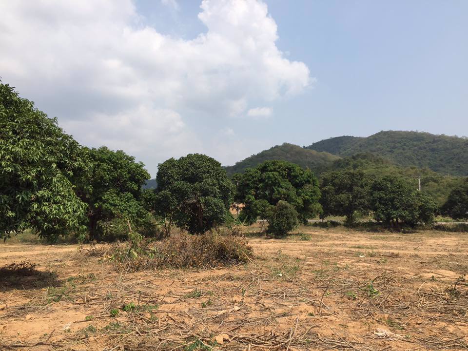 ที่ดินติดถนนลาดยาง-ราคาน่าตำ-ไร่ละ-28-ล้าน-7000-ต่อ-ตรว-