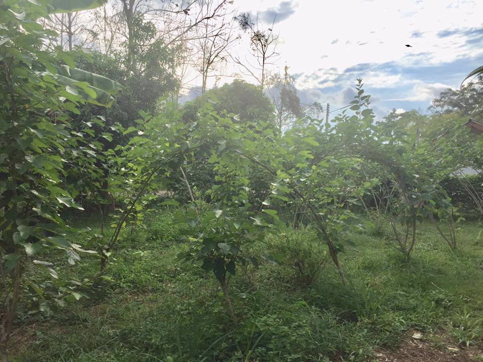 ขายที่ดิน-แถมบ้าน-1-หลัง-ใกล้ธรรมชาติ-บรรยากาศบ้านสวน