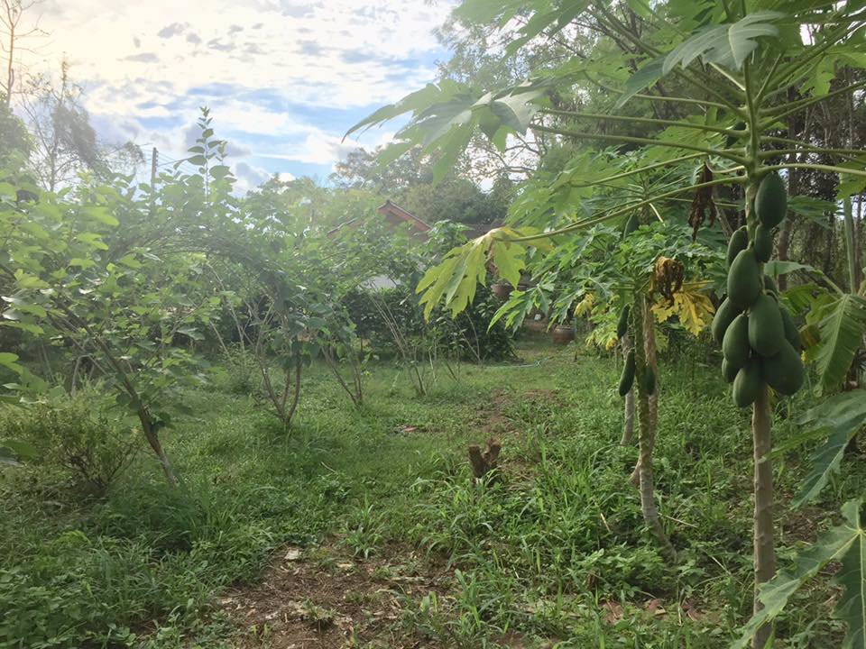 ขายที่ดิน-แถมบ้าน-1-หลัง-ใกล้ธรรมชาติ-บรรยากาศบ้านสวน