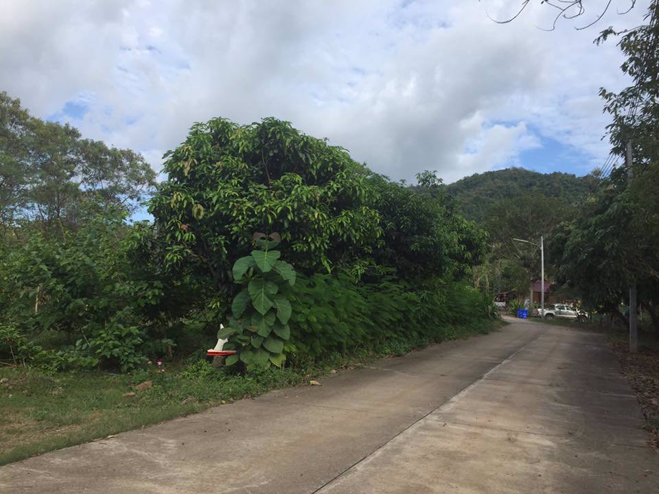 ขายที่ดิน-แถมบ้าน-1-หลัง-ใกล้ธรรมชาติ-บรรยากาศบ้านสวน