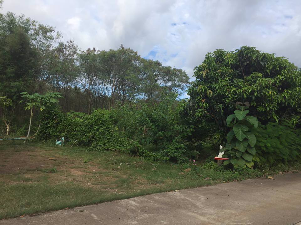 ขายที่ดิน-แถมบ้าน-1-หลัง-ใกล้ธรรมชาติ-บรรยากาศบ้านสวน