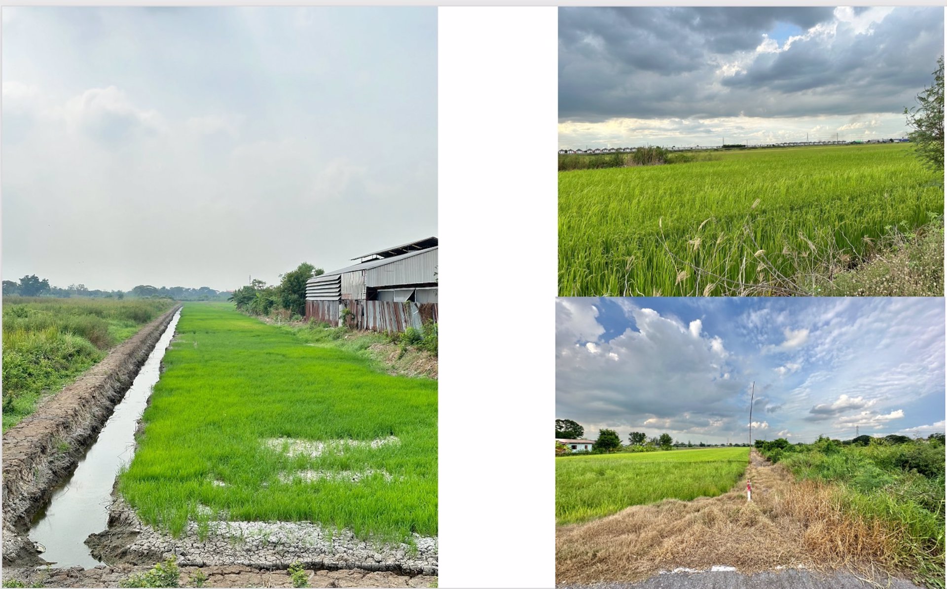 ขายที่ดิน-เนื้อที่-5-3-1-ไร่-ติดถนนบ้านกล้วย-ไทรน้อย-กมที่9