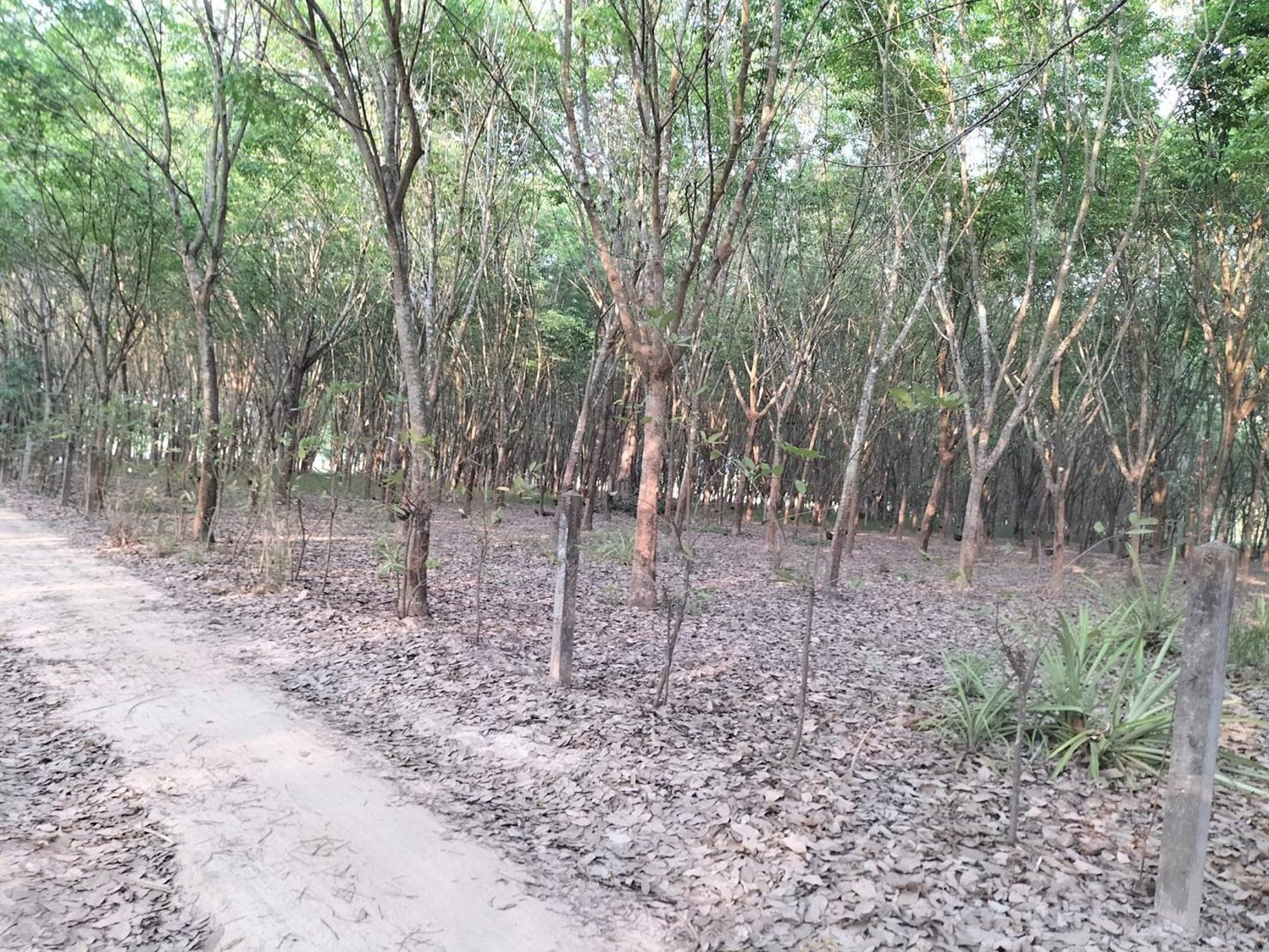 ขายที่สวนยางพารา-มี-2-แปลง-ไร่ละ-220000-บาท-เท่านั้น-