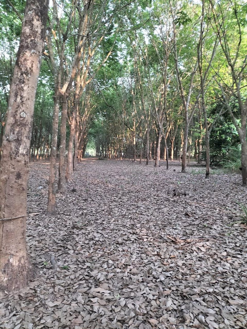 ขายที่สวนยางพารา-มี-2-แปลง-ไร่ละ-220000-บาท-เท่านั้น-