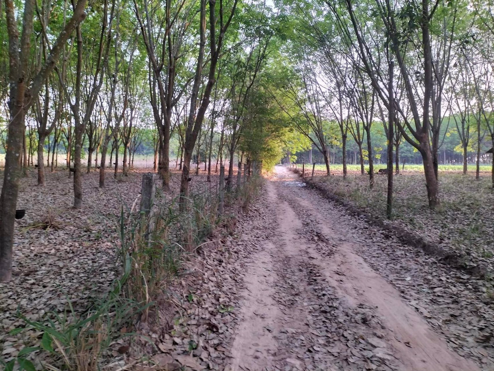 ขายที่สวนยางพารา-มี-2-แปลง-ไร่ละ-220000-บาท-เท่านั้น-