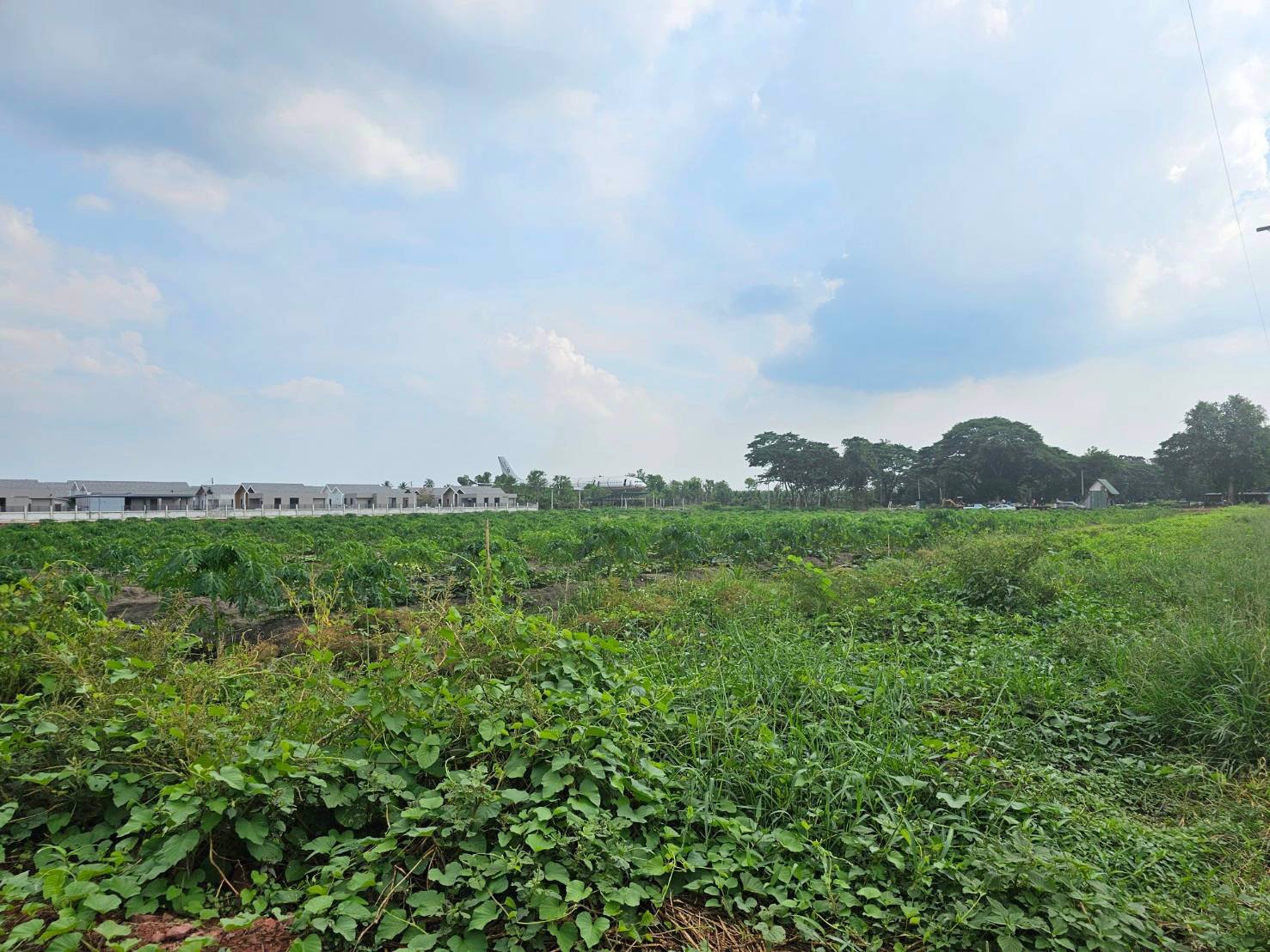 ขายที่เปล่าติดถนนหลักห้าอำเภอดำเนินสะดวก-ราชบุรี