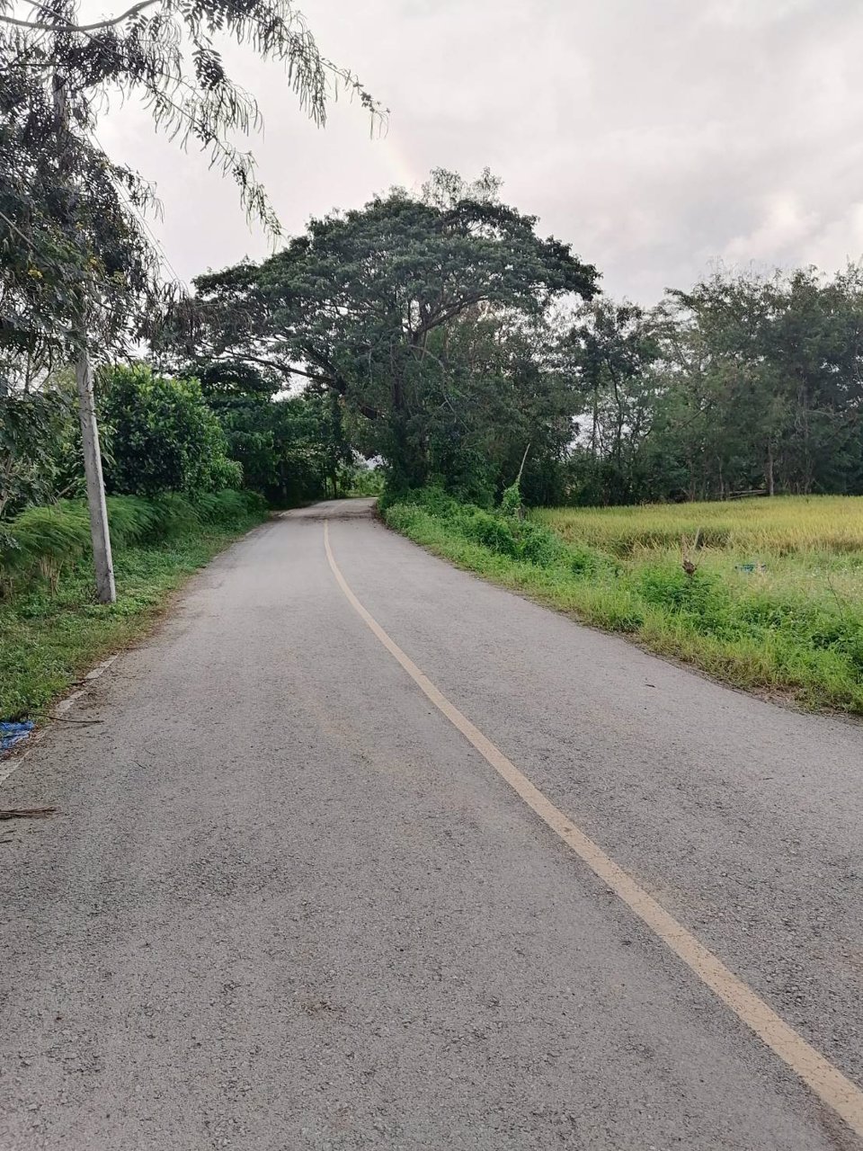 ขายที่ดินบ้านป่าสักน้อย-ซอย7-ตเชิงดอย-อดอยสะเก็ด-จเชียงใหม่