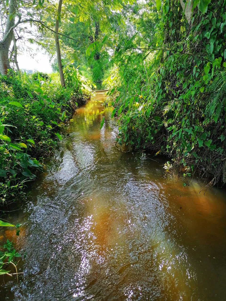 ขายที่ดินบ้านป่าสักน้อย-ซอย7-ตเชิงดอย-อดอยสะเก็ด-จเชียงใหม่