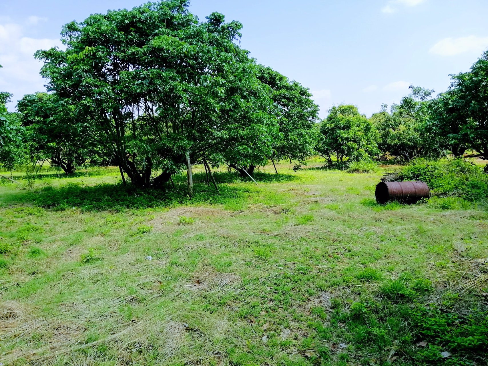 สวนลำไยโฉนด-ไร่ละ-169000-น้ำ-ไฟถึง-ใกล้ทางหลวง-ใกล้ชุมชน-รถยนต์เข้าถึง-เจ้าของขายเอง
