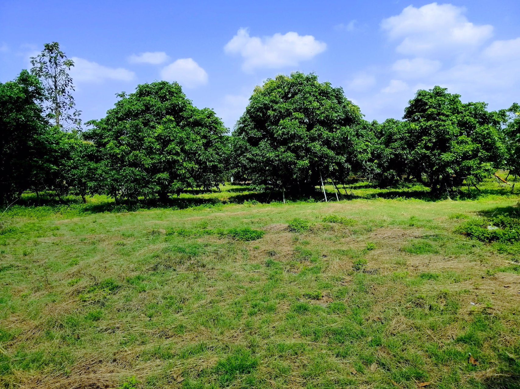 สวนลำไยโฉนด-ไร่ละ-169000-น้ำ-ไฟถึง-ใกล้ทางหลวง-ใกล้ชุมชน-รถยนต์เข้าถึง-เจ้าของขายเอง