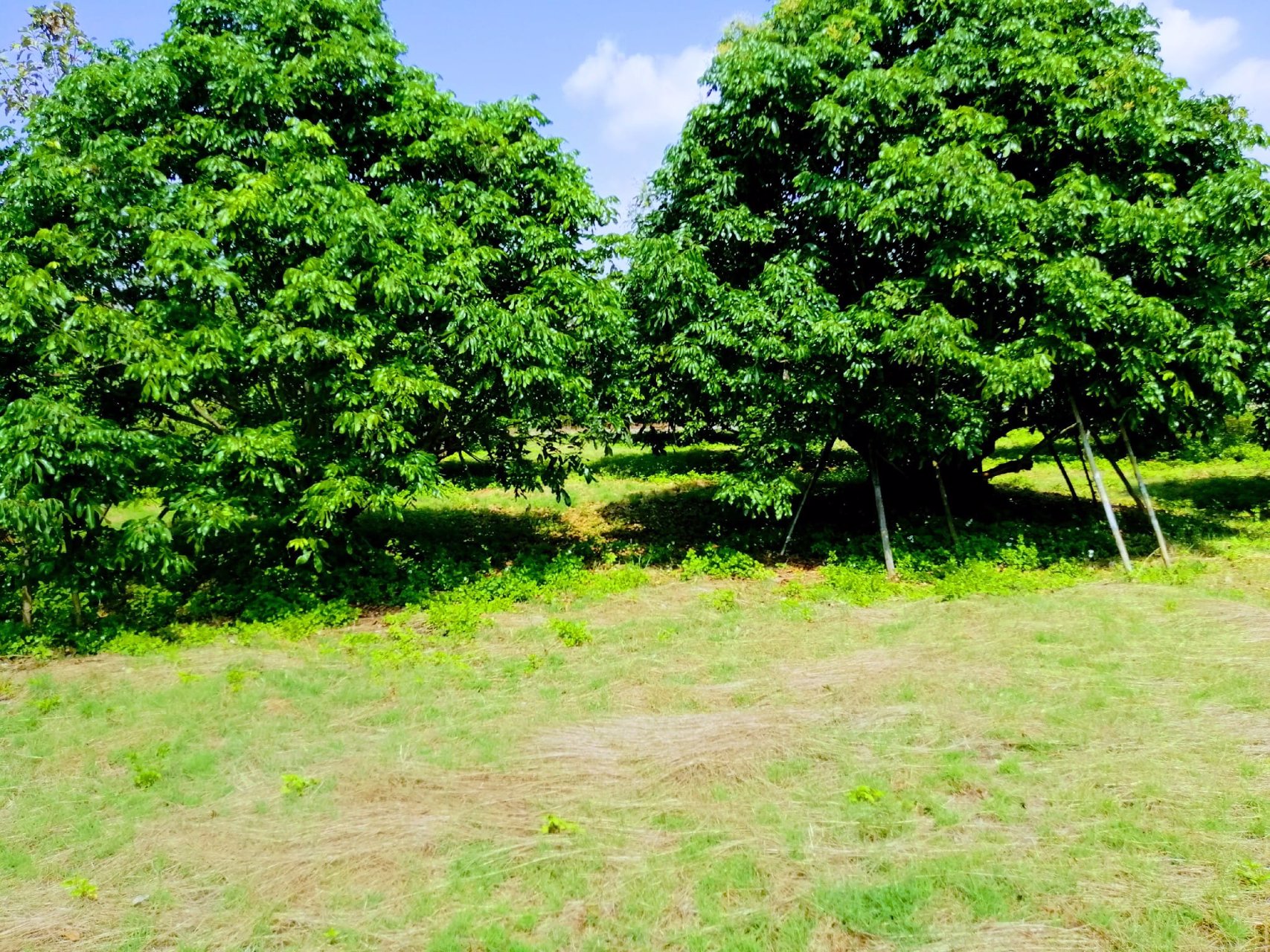 สวนลำไยโฉนด-ไร่ละ-169000-น้ำ-ไฟถึง-ใกล้ทางหลวง-ใกล้ชุมชน-รถยนต์เข้าถึง-เจ้าของขายเอง