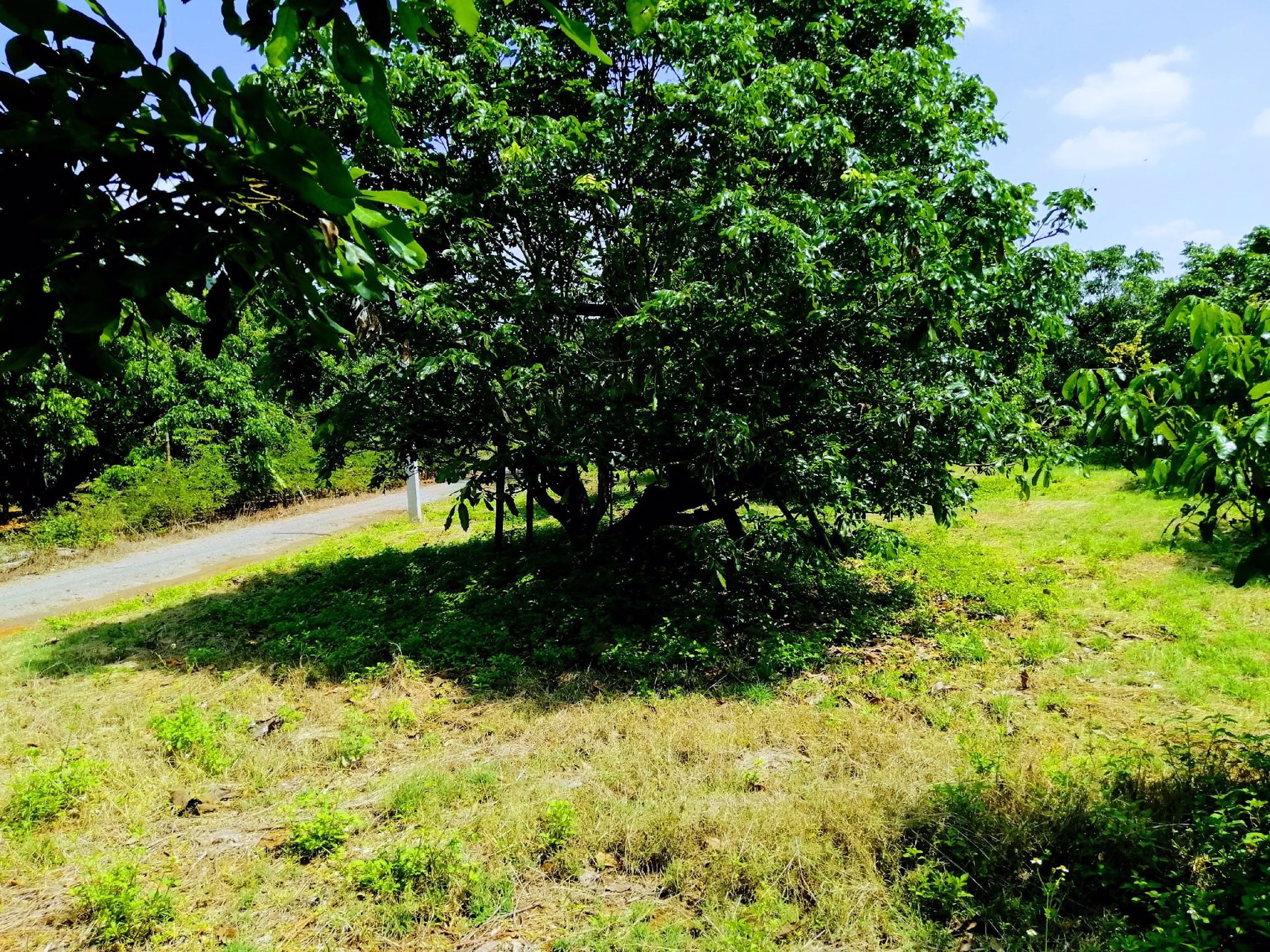 สวนลำไยโฉนด-ไร่ละ-169000-น้ำ-ไฟถึง-ใกล้ทางหลวง-ใกล้ชุมชน-รถยนต์เข้าถึง-เจ้าของขายเอง