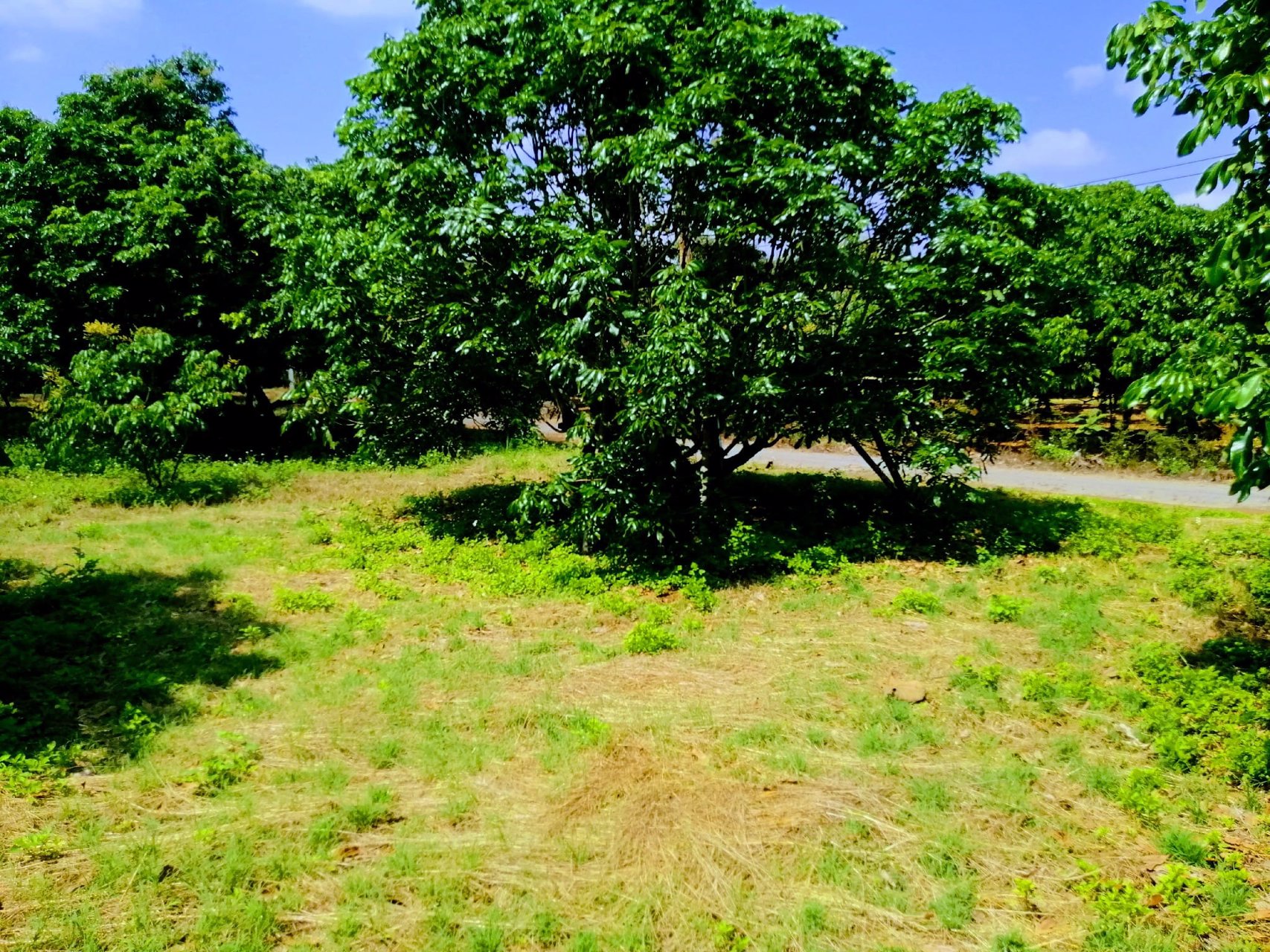 สวนลำไยโฉนด-ไร่ละ-169000-น้ำ-ไฟถึง-ใกล้ทางหลวง-ใกล้ชุมชน-รถยนต์เข้าถึง-เจ้าของขายเอง