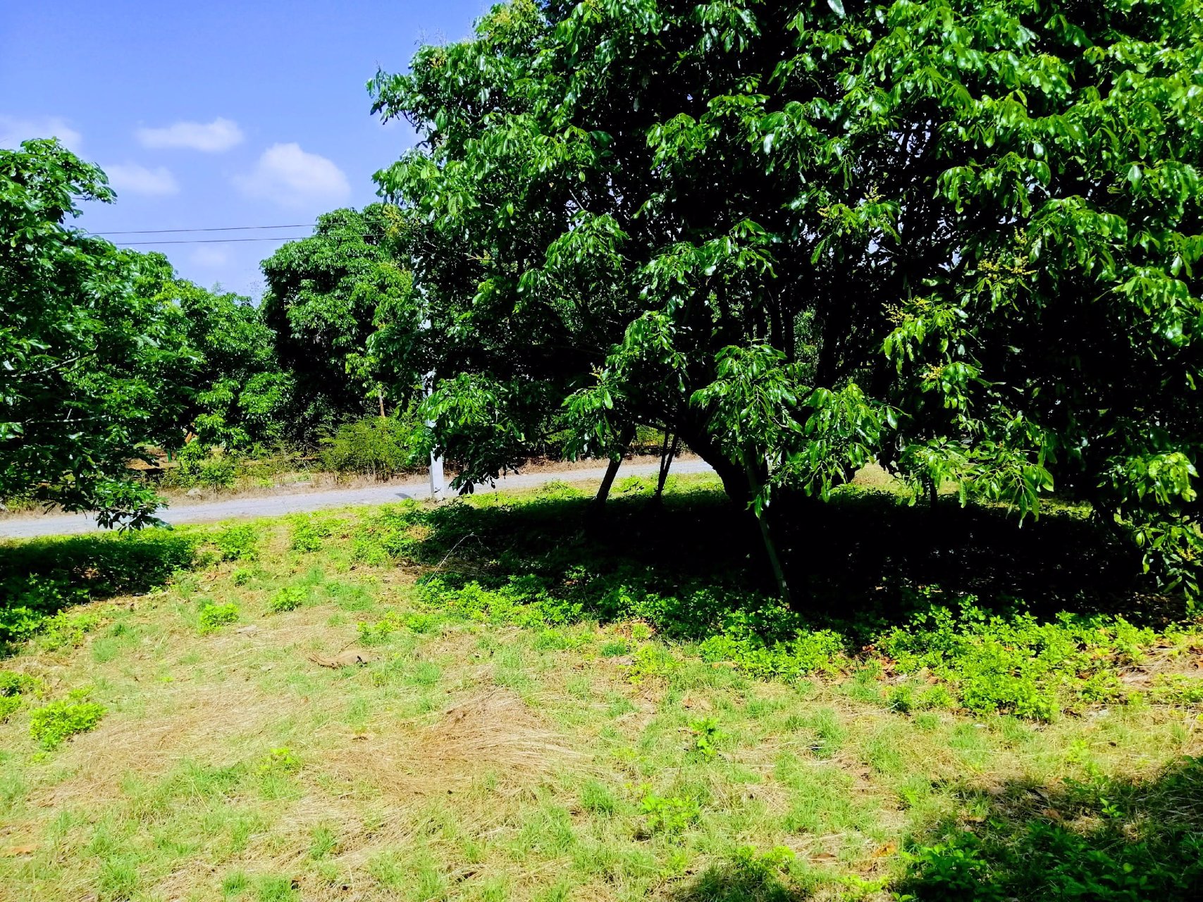 สวนลำไยโฉนด-ไร่ละ-169000-น้ำ-ไฟถึง-ใกล้ทางหลวง-ใกล้ชุมชน-รถยนต์เข้าถึง-เจ้าของขายเอง