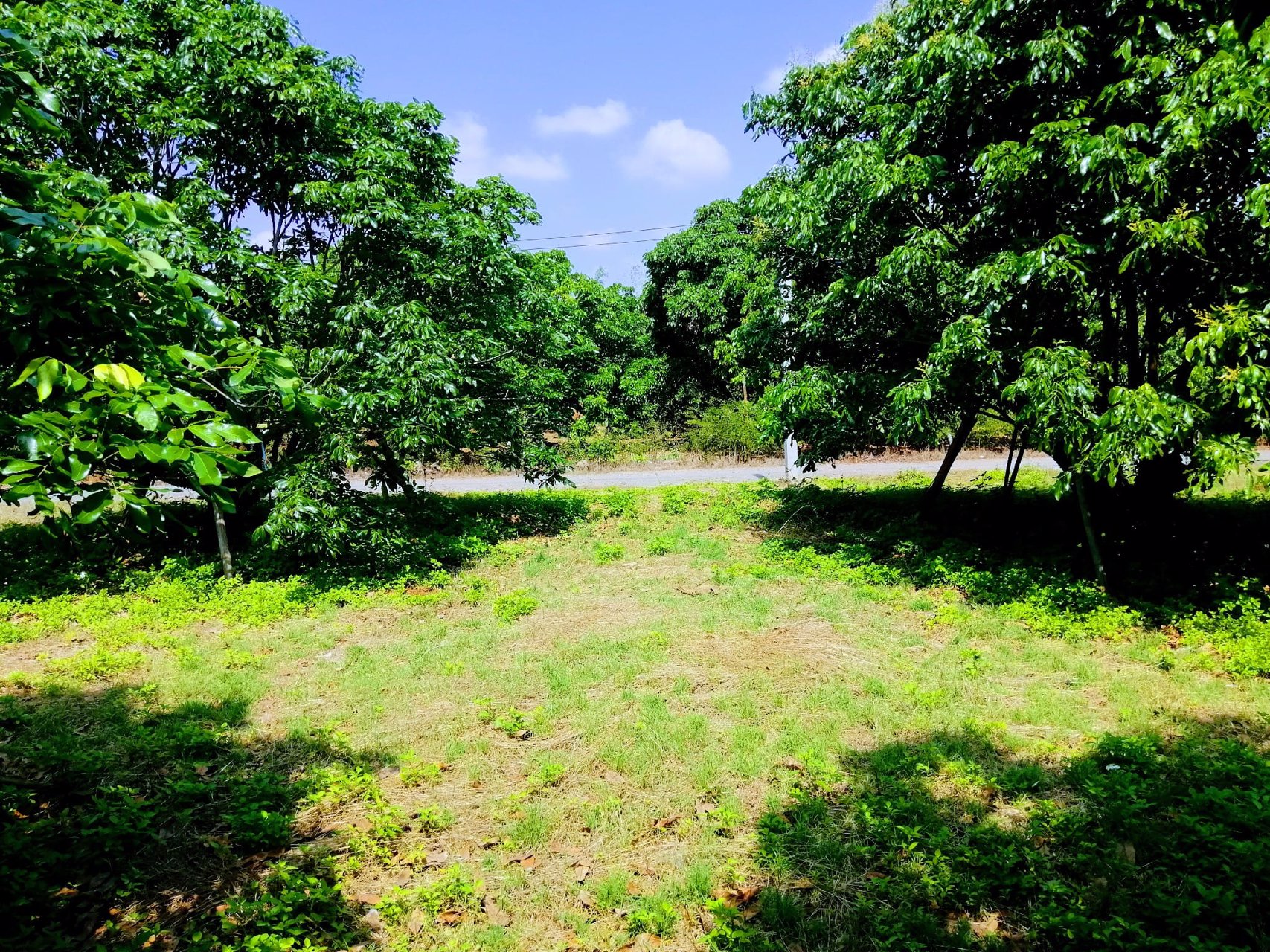 สวนลำไยโฉนด-ไร่ละ-169000-น้ำ-ไฟถึง-ใกล้ทางหลวง-ใกล้ชุมชน-รถยนต์เข้าถึง-เจ้าของขายเอง