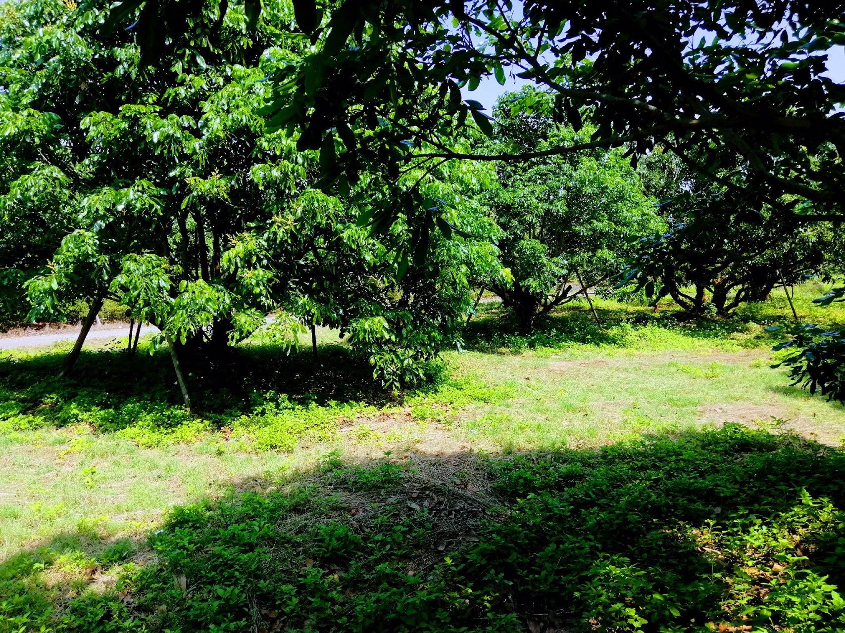 สวนลำไยโฉนด-ไร่ละ-169000-น้ำ-ไฟถึง-ใกล้ทางหลวง-ใกล้ชุมชน-รถยนต์เข้าถึง-เจ้าของขายเอง