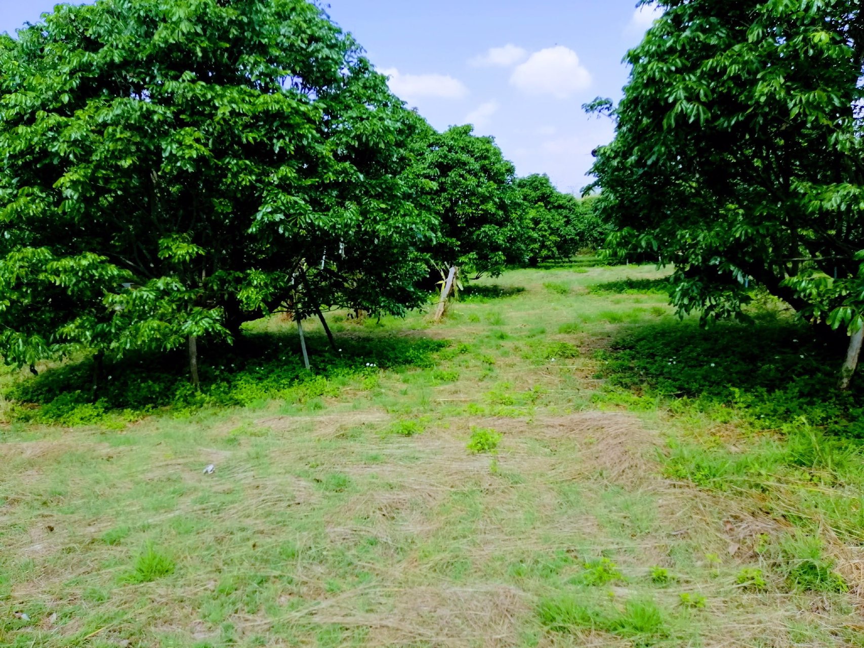 สวนลำไยโฉนด-ไร่ละ-169000-น้ำ-ไฟถึง-ใกล้ทางหลวง-ใกล้ชุมชน-รถยนต์เข้าถึง-เจ้าของขายเอง