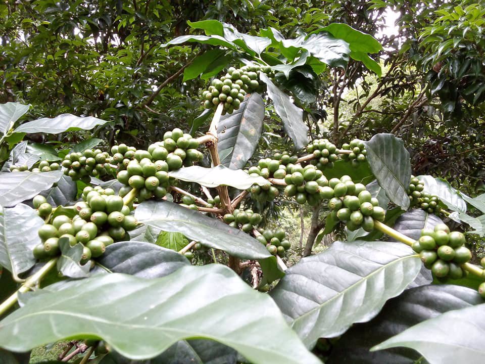 ขายไร่ชาและกาแฟ-ทำเลดี-ถนนคอนกรีต-เดินทางสะดวก-160-ไร่