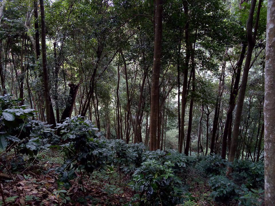 ขายไร่ชาและกาแฟ-ทำเลดี-ถนนคอนกรีต-เดินทางสะดวก-160-ไร่