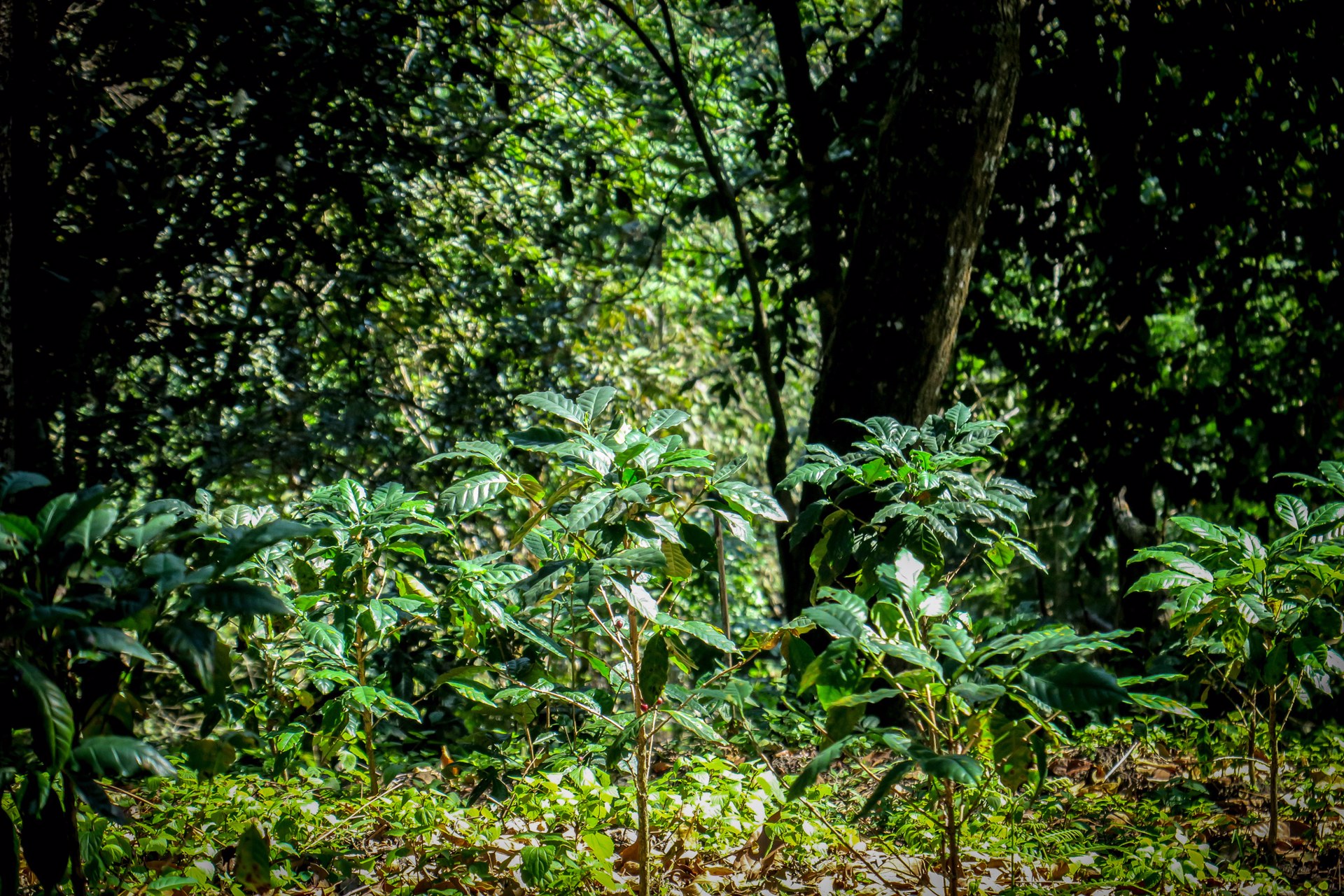 ไร่ชากาแฟ-220-ไร่-วิวสวย-บรรยากาศดี-ตั้งอยู่ที่เชียงดาว-จเชียงใหม่