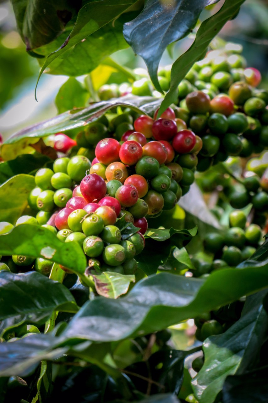 ไร่ชากาแฟ-220-ไร่-วิวสวย-บรรยากาศดี-ตั้งอยู่ที่เชียงดาว-จเชียงใหม่