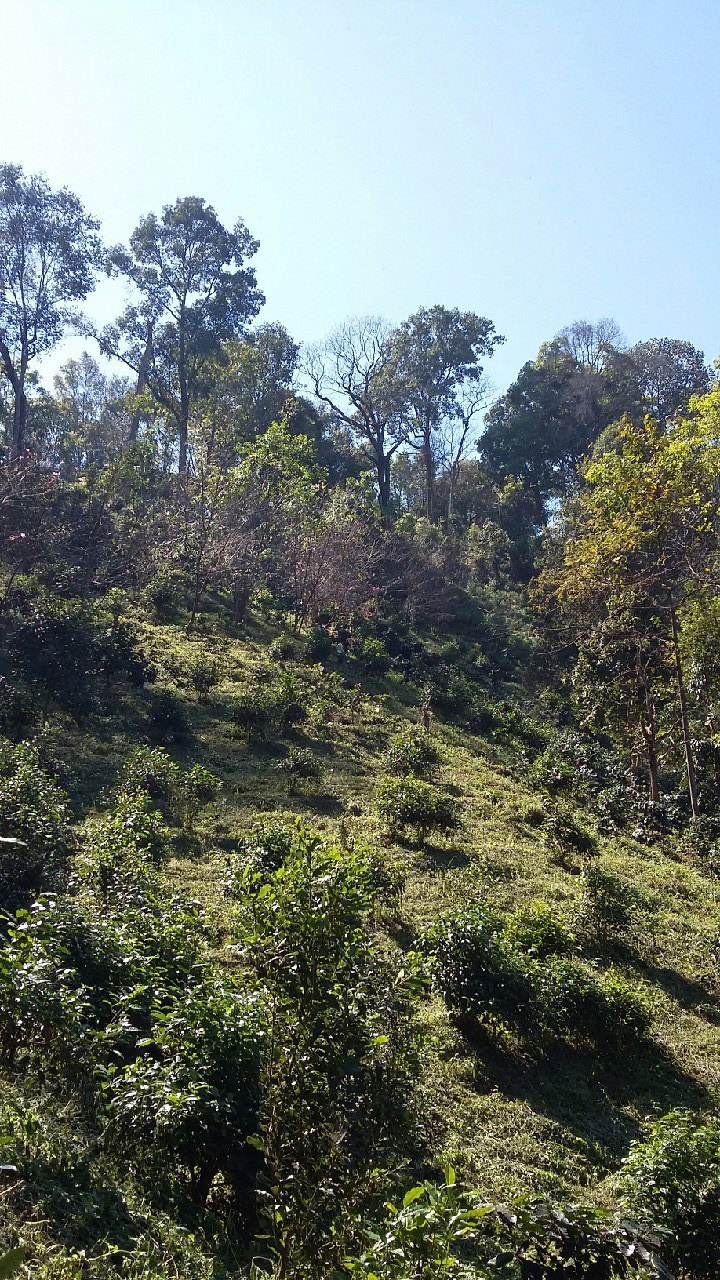 ไร่ชากาแฟ-220-ไร่-วิวสวย-บรรยากาศดี-ตั้งอยู่ที่เชียงดาว-จเชียงใหม่