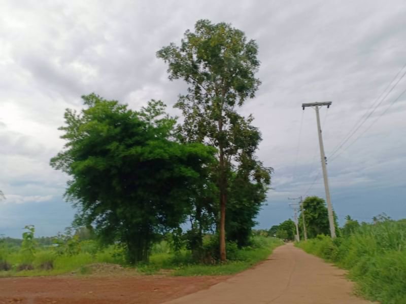 ขายที่ดิน1ไร่-ราคาไร่ละ-290000บาท