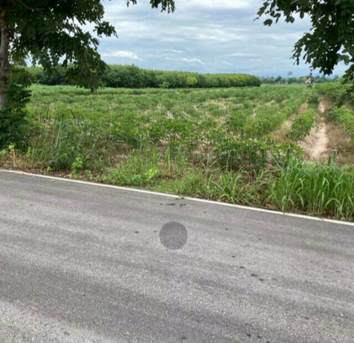 ขายที่ดินสวยราคาถูก-ติดทางสาธารณะ-ตำบลไตรตรึงษ์-อำเภอเมืองกำแพงเพขร