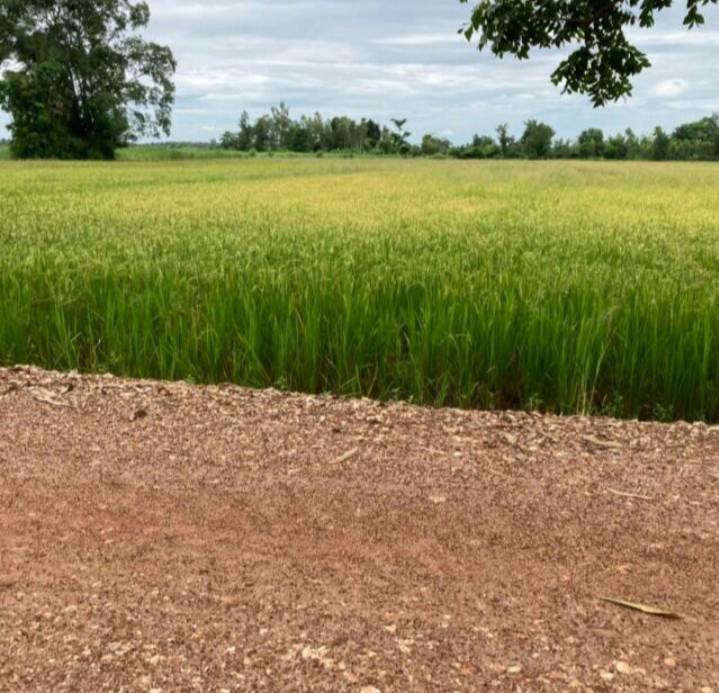 ขายที่ดินสวยราคาถูก-ติดทางสาธารณะ-ตำบลไตรตรึงษ์-อำเภอเมืองกำแพงเพขร