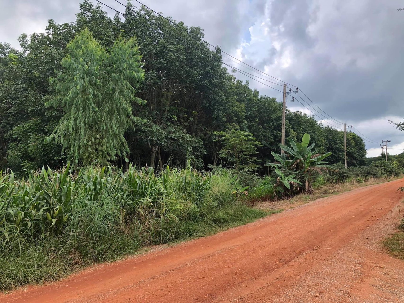 ขายด่วน-ที่ดินสวนยาง-ตคลองม่วง-อปากช่อง-จังหวัด-นครราชสีมา-22ไร่-91ตรวโฉนดครุฑแดง-พร้อมโอน