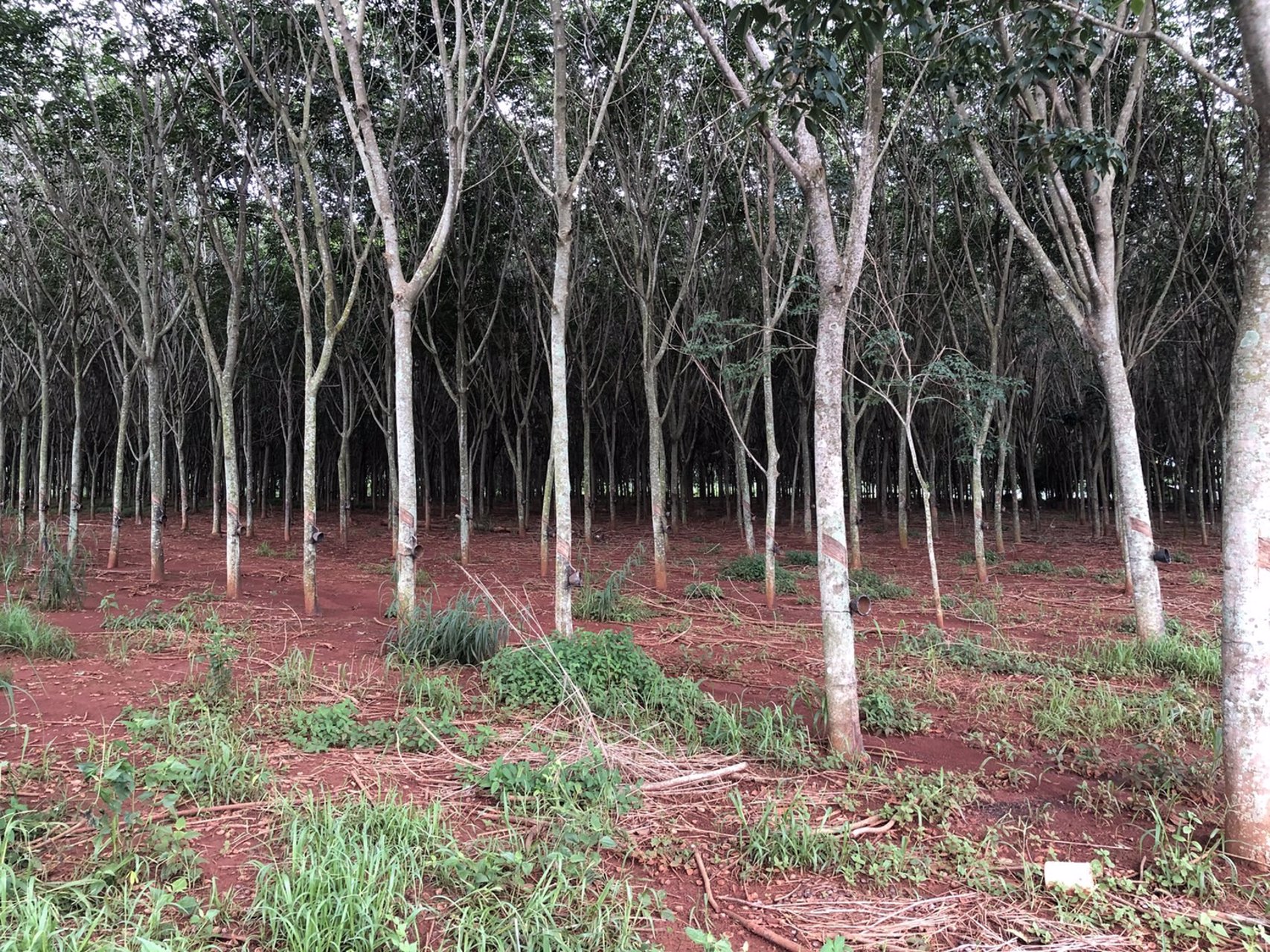 ขายด่วน-ที่ดินสวนยาง-ตคลองม่วง-อปากช่อง-จังหวัด-นครราชสีมา-22ไร่-91ตรวโฉนดครุฑแดง-พร้อมโอน