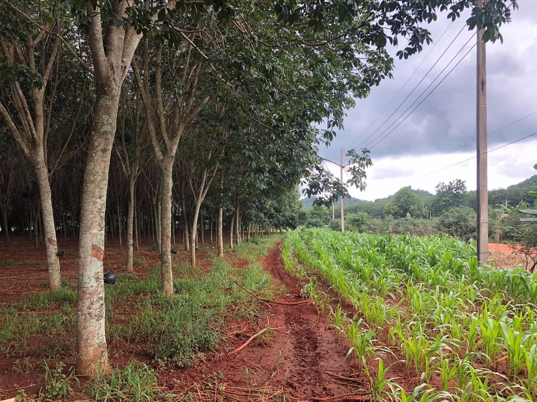 ขายด่วน-ที่ดินสวนยาง-ตคลองม่วง-อปากช่อง-จังหวัด-นครราชสีมา-22ไร่-91ตรวโฉนดครุฑแดง-พร้อมโอน