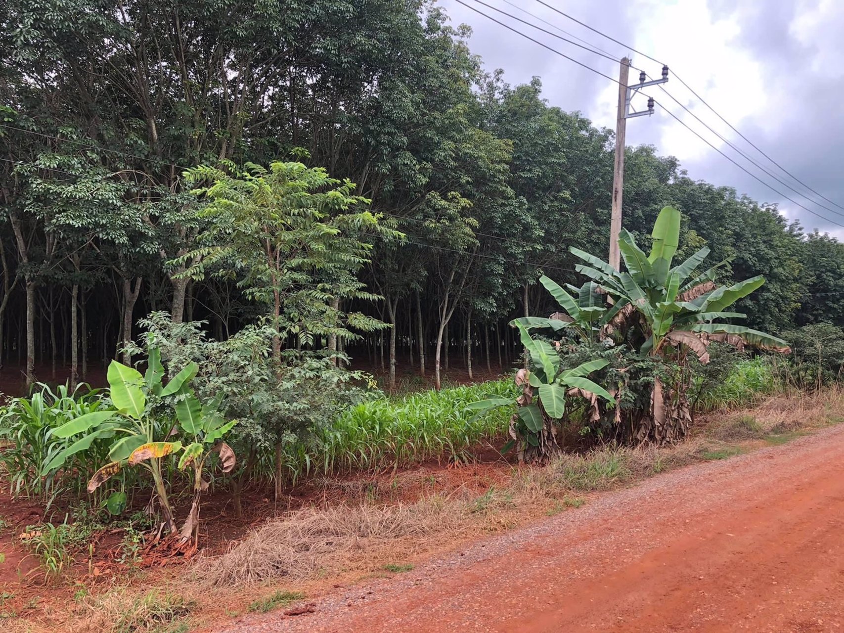 ขายด่วน-ที่ดินสวนยาง-ตคลองม่วง-อปากช่อง-จังหวัด-นครราชสีมา-22ไร่-91ตรวโฉนดครุฑแดง-พร้อมโอน