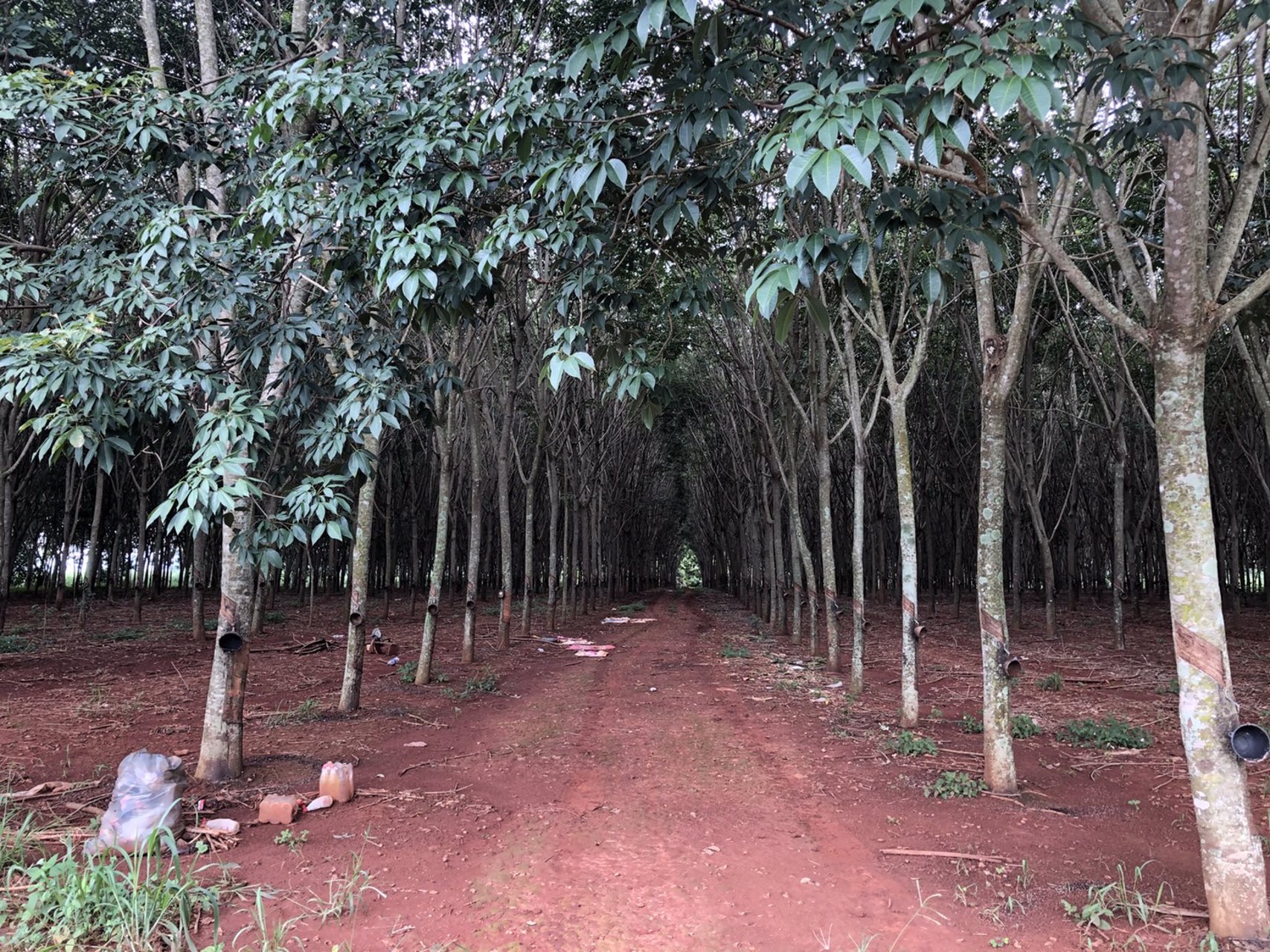 ขายด่วน-ที่ดินสวนยาง-ตคลองม่วง-อปากช่อง-จังหวัด-นครราชสีมา-22ไร่-91ตรวโฉนดครุฑแดง-พร้อมโอน