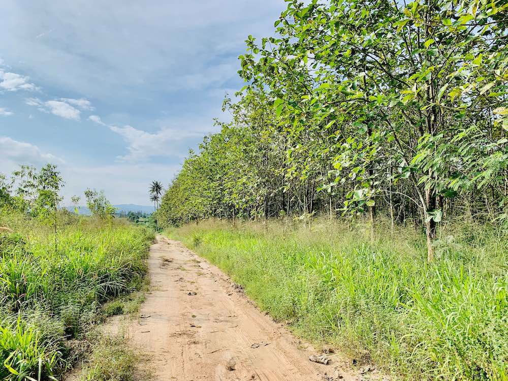 ขายด่วน-ที่ดินอสวนผึ้ง-30-ไร่-พร้อมต้นสัก-2000-กว่าต้น-อายุ-14-ปี-ถูกที่สุดในเวลานี้