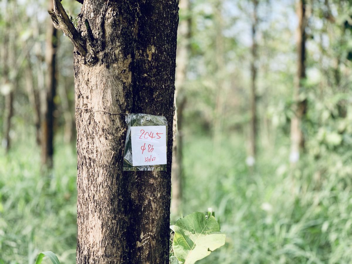 ขายด่วน-ที่ดินอสวนผึ้ง-30-ไร่-พร้อมต้นสัก-2000-กว่าต้น-อายุ-14-ปี-ถูกที่สุดในเวลานี้