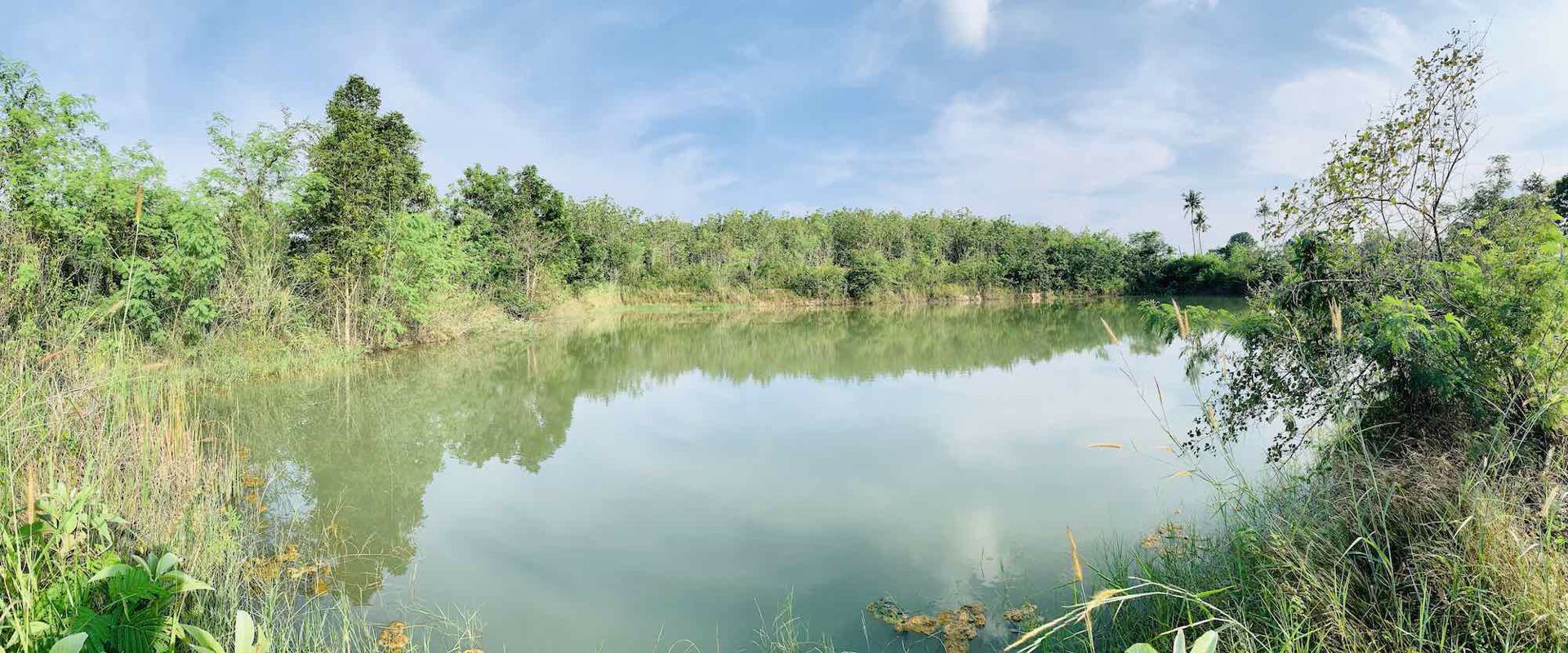 ขายด่วน-ที่ดินอสวนผึ้ง-30-ไร่-พร้อมต้นสัก-2000-กว่าต้น-อายุ-14-ปี-ถูกที่สุดในเวลานี้