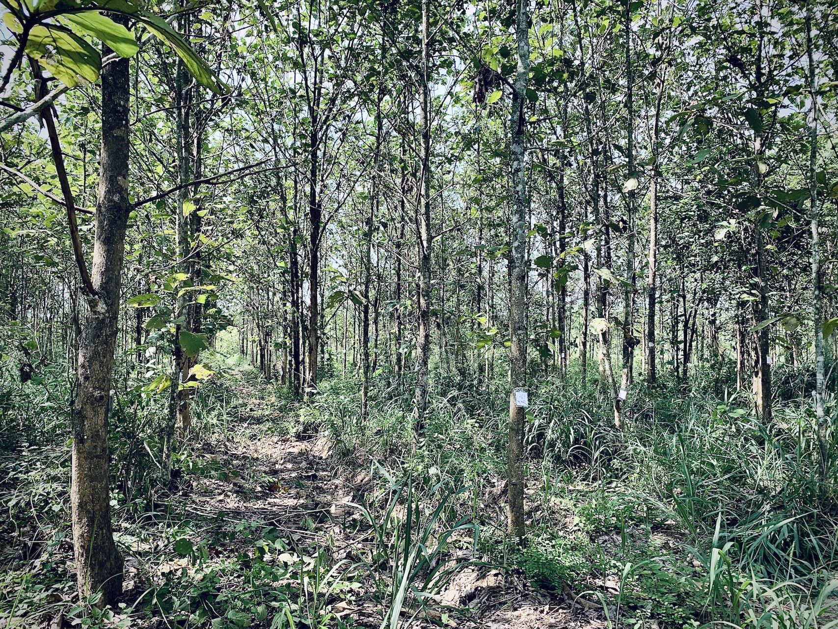 ขายด่วน-ที่ดินอสวนผึ้ง-30-ไร่-พร้อมต้นสัก-2000-กว่าต้น-อายุ-14-ปี-ถูกที่สุดในเวลานี้