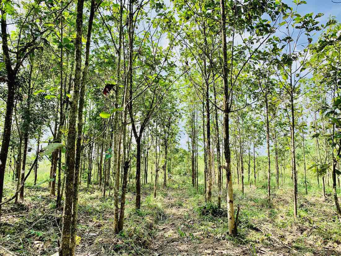 ขายด่วน-ที่ดินอสวนผึ้ง-30-ไร่-พร้อมต้นสัก-2000-กว่าต้น-อายุ-14-ปี-ถูกที่สุดในเวลานี้
