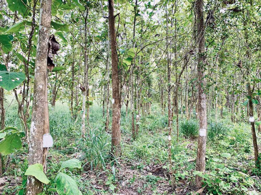 ขายด่วน-ที่ดินอสวนผึ้ง-30-ไร่-พร้อมต้นสัก-2000-กว่าต้น-อายุ-14-ปี-ถูกที่สุดในเวลานี้