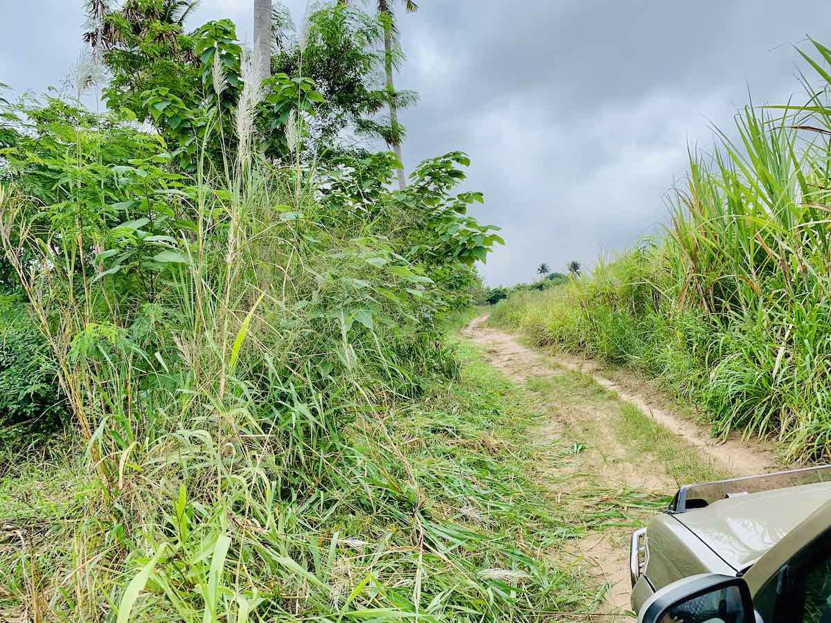 ขายด่วน-ที่ดินอสวนผึ้ง-30-ไร่-พร้อมต้นสัก-2000-กว่าต้น-อายุ-14-ปี-ถูกที่สุดในเวลานี้