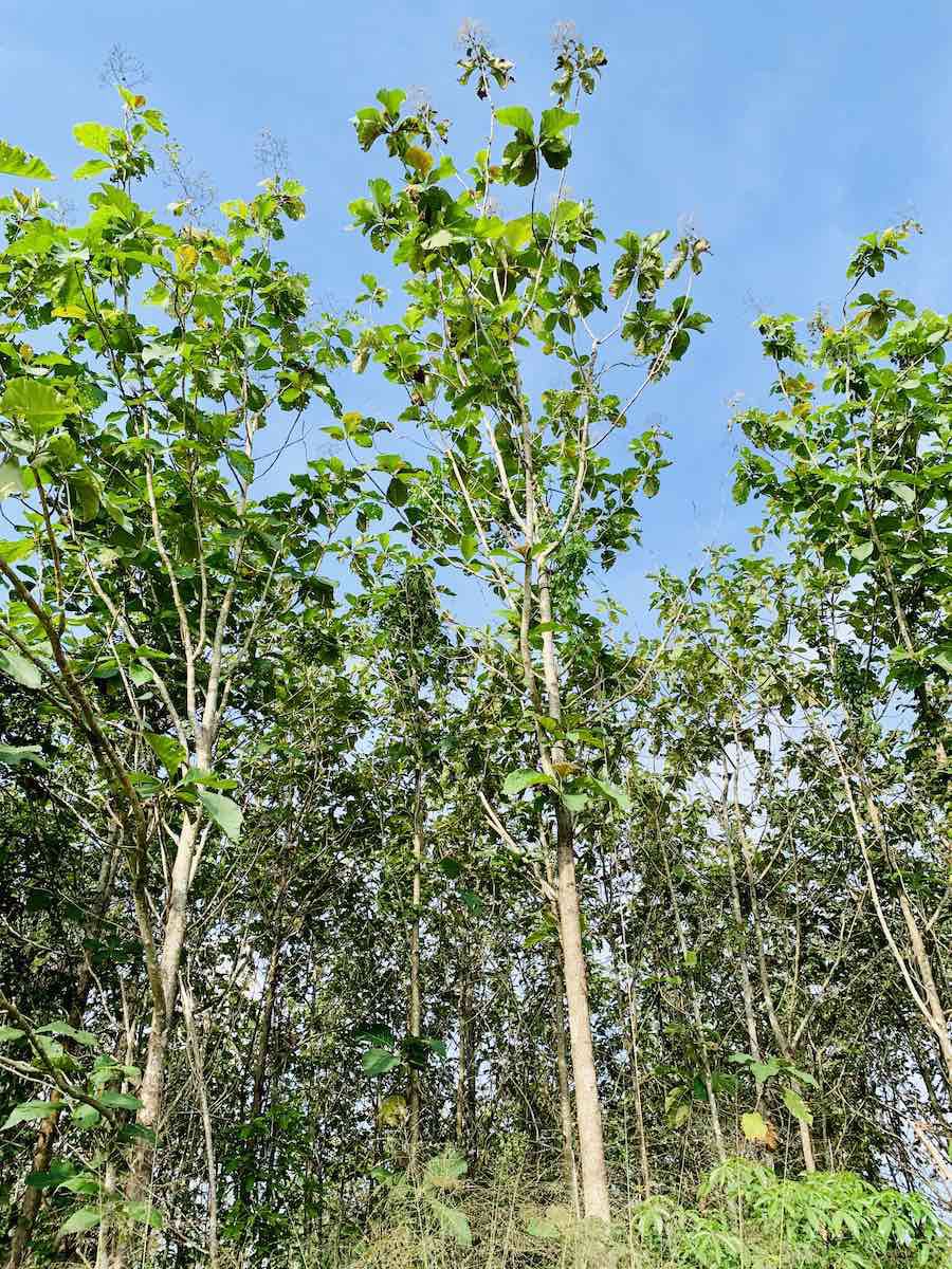 ขายด่วน-ที่ดินอสวนผึ้ง-30-ไร่-พร้อมต้นสัก-2000-กว่าต้น-อายุ-14-ปี-ถูกที่สุดในเวลานี้