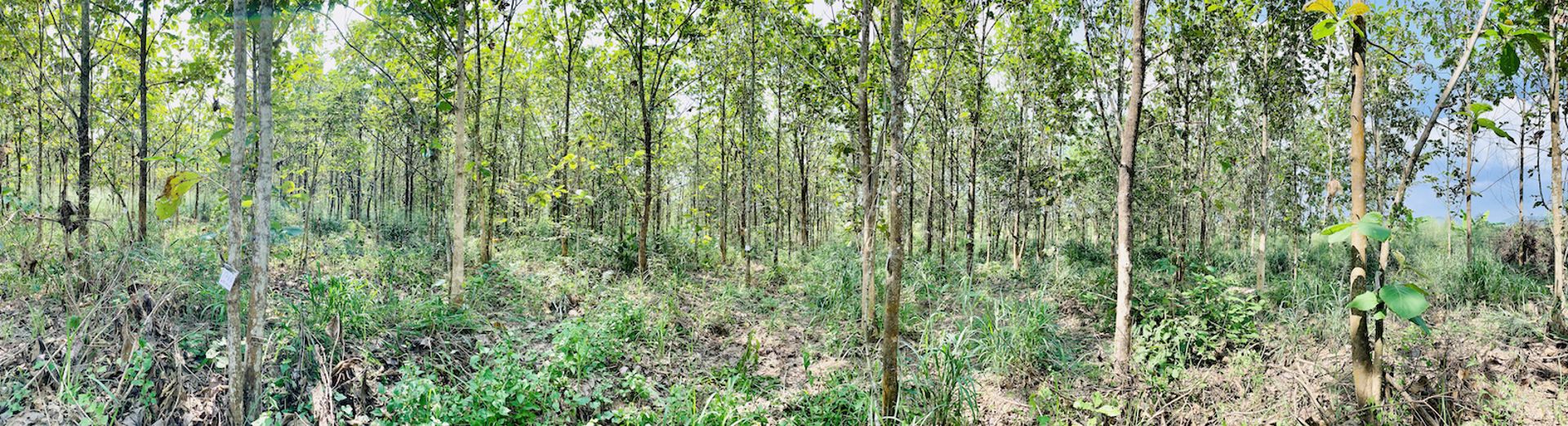ขายด่วน-ที่ดินอสวนผึ้ง-30-ไร่-พร้อมต้นสัก-2000-กว่าต้น-อายุ-14-ปี-ถูกที่สุดในเวลานี้